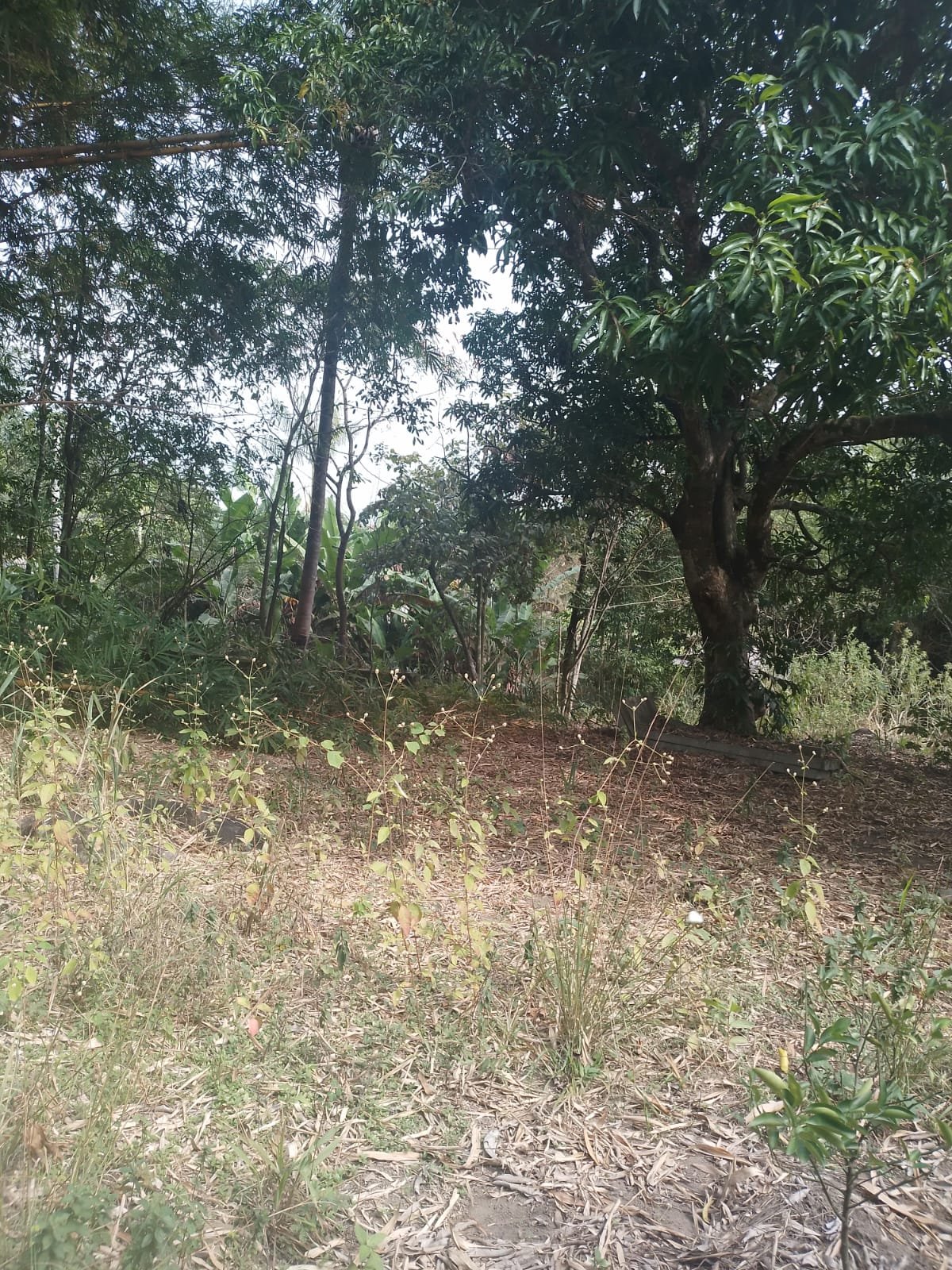 CS00010 - Sítio com Área 5.000mts 2  mais 3 terrenos e 1  lotes 60/61/62 em  Itaboraí, Rj.