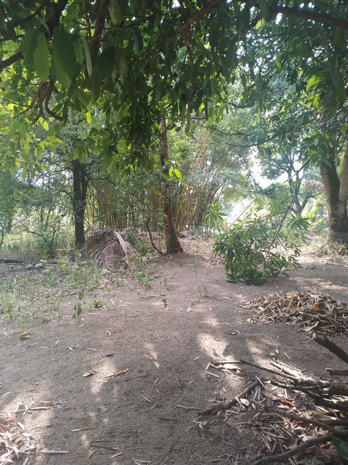 CS00010 - Sítio com Área 5.000mts 2  mais 3 terrenos e 1  lotes 60/61/62 em  Itaboraí, Rj.