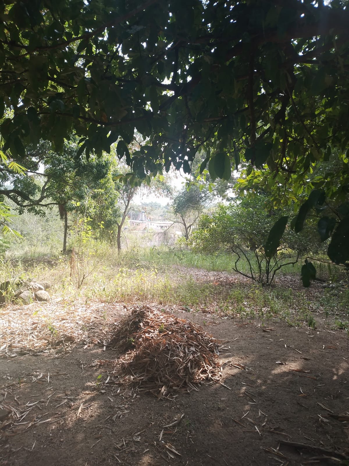 CS00010 - Sítio com Área 5.000mts 2  mais 3 terrenos e 1  lotes 60/61/62 em  Itaboraí, Rj.