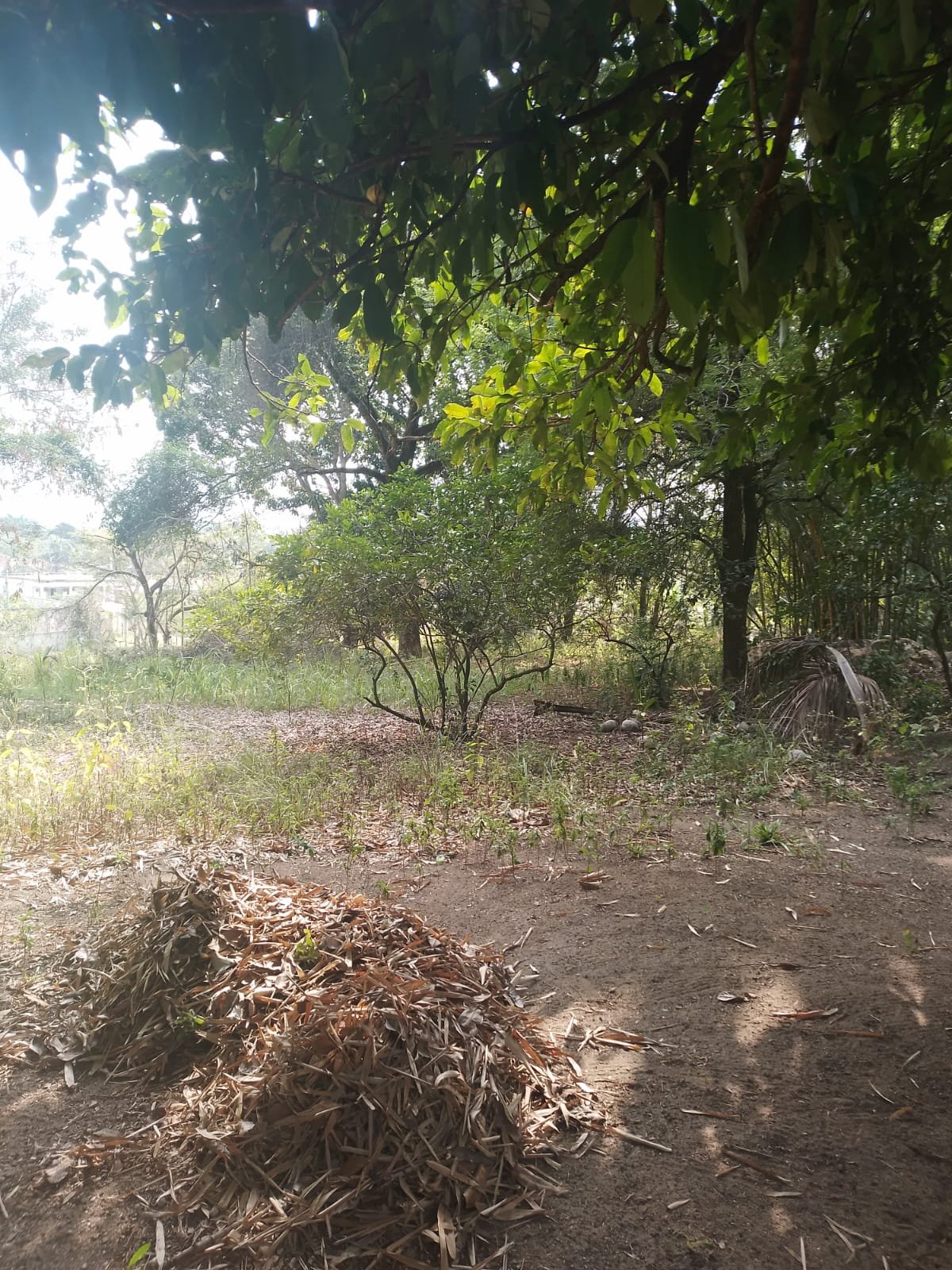 CS00010 - Sítio com Área 5.000mts 2  mais 3 terrenos e 1  lotes 60/61/62 em  Itaboraí, Rj.